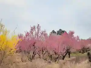 伏木香取神社(茨城県)(2023年03月15日(水) 07時24分22秒投稿)