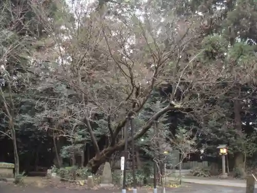 北野天神社の自然