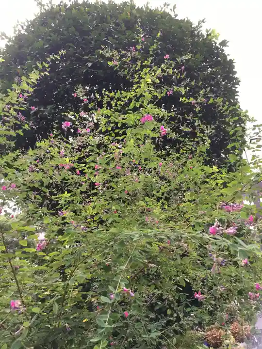 太田姫稲荷神社の自然