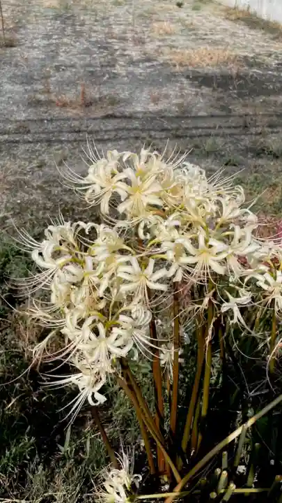 壺井八幡宮の自然