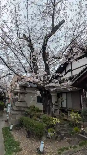 墨染寺（桜寺）(京都府)