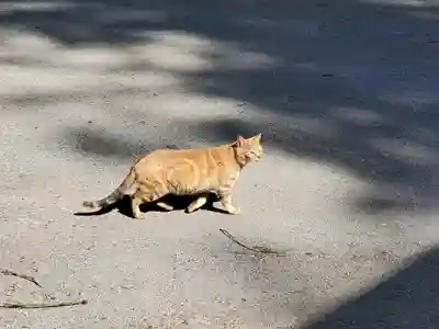 宇都宮神社（下彦間町）(栃木県)