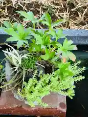 下野 星宮神社の自然