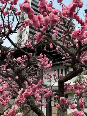 円頓寺(愛知県)