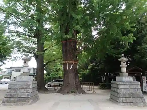 春日部八幡神社の自然