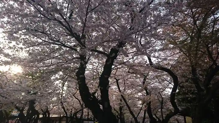靖國神社の自然