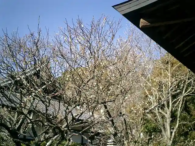 浄光明寺の自然