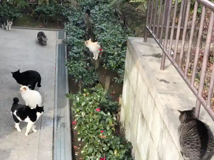 石切劔箭神社の動物