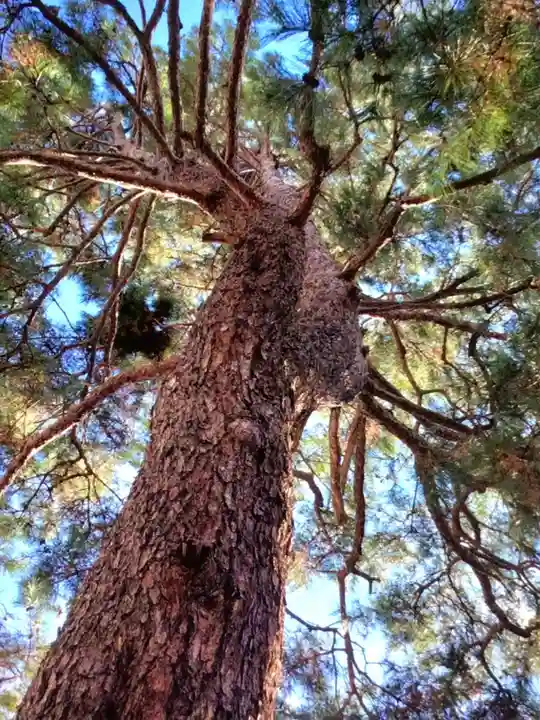 猿田彦神社(東京都)
