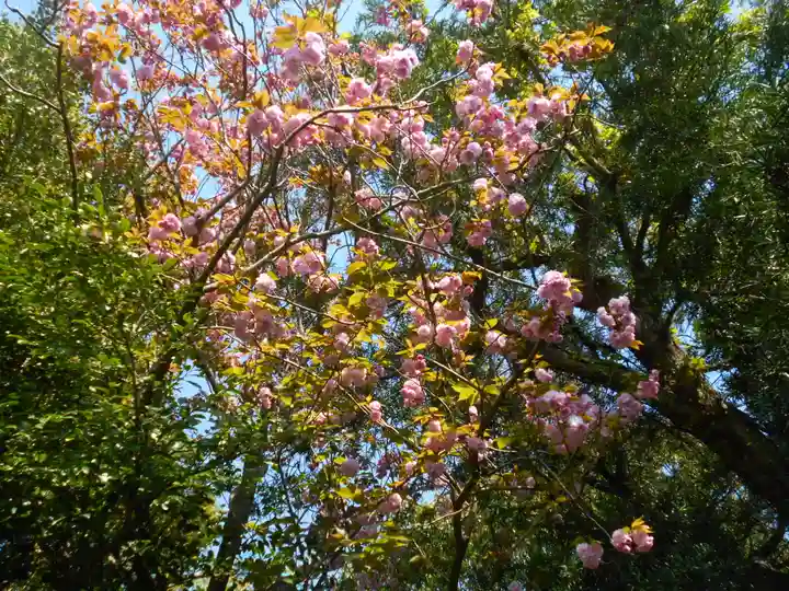 八雲神社(鎌倉・大町)の自然