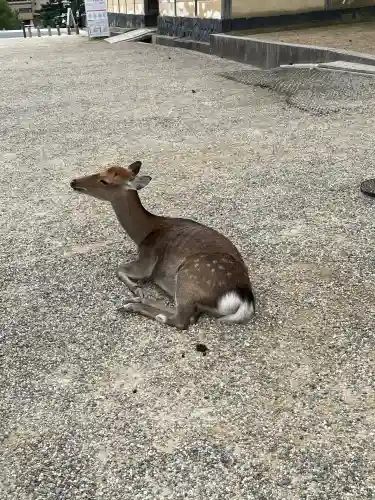 興福寺(奈良県)