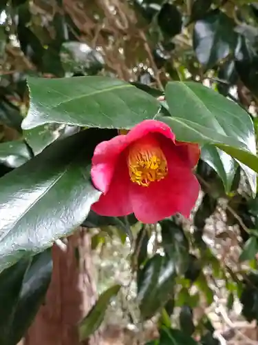 沙沙貴神社の自然