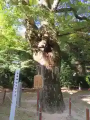 長田神社の自然