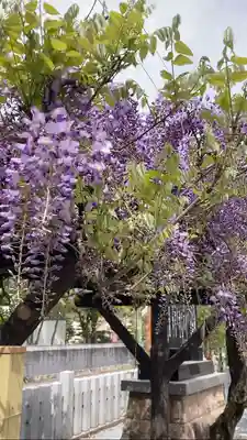 總社 和田八幡宮の自然