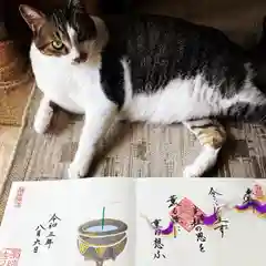 崇禅寺の動物