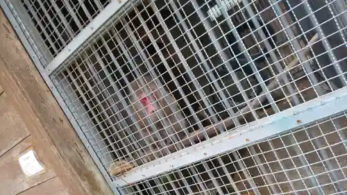 日吉大社の動物