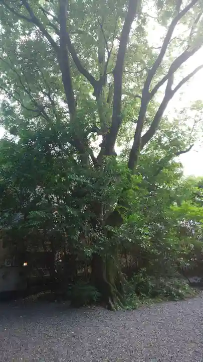 西四条斎宮 西院野々宮神社(春日神社御旅所)の自然