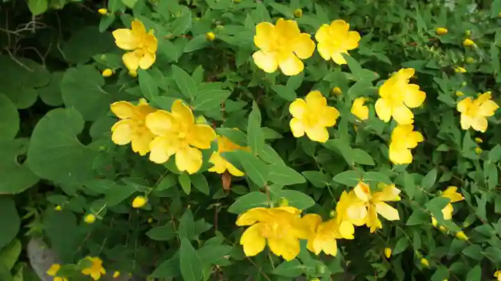 青龍山 吉祥寺(群馬県)