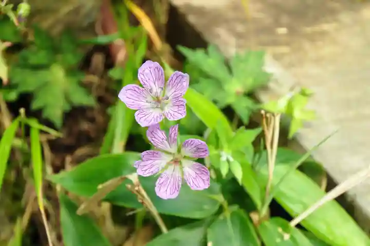 劔神社(徳島県)