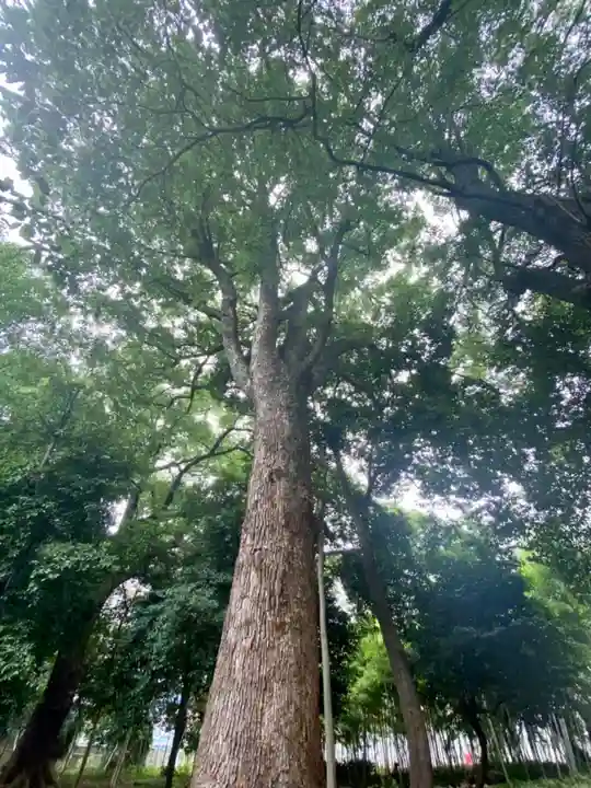 倉掛神社の自然