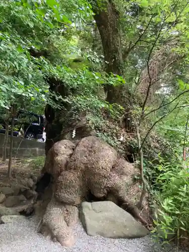 來宮神社(静岡県)