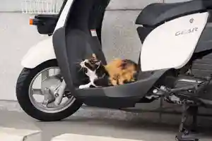 くまくま神社(導きの社 熊野町熊野神社)の動物(2021年06月21日(月) 19時33分07秒投稿)