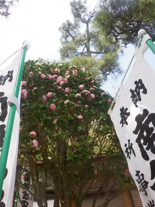 星井寺(虚空蔵堂)の自然