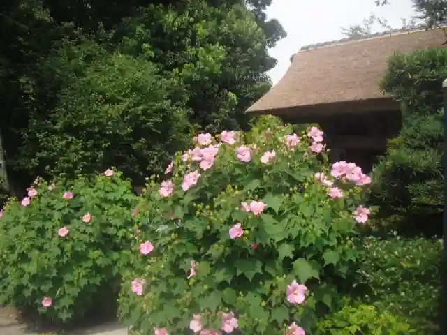 極楽寺(霊鷲山感應院極楽律寺)の自然