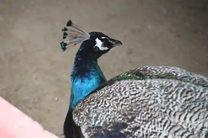 楽法寺(雨引観音)の動物