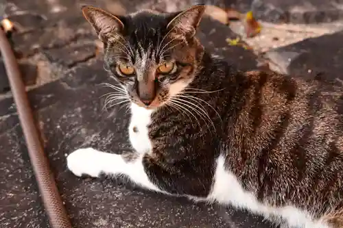 富貴寺(大分県)