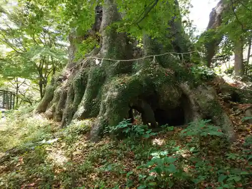 柞原八幡宮の自然