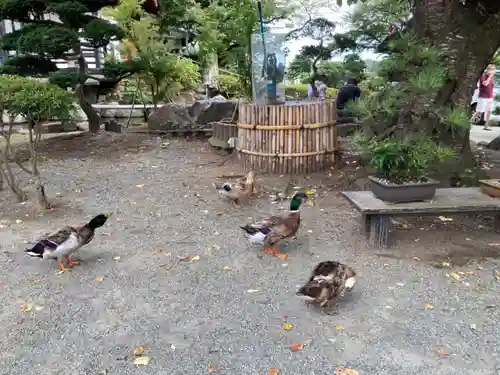 白峰寺の動物