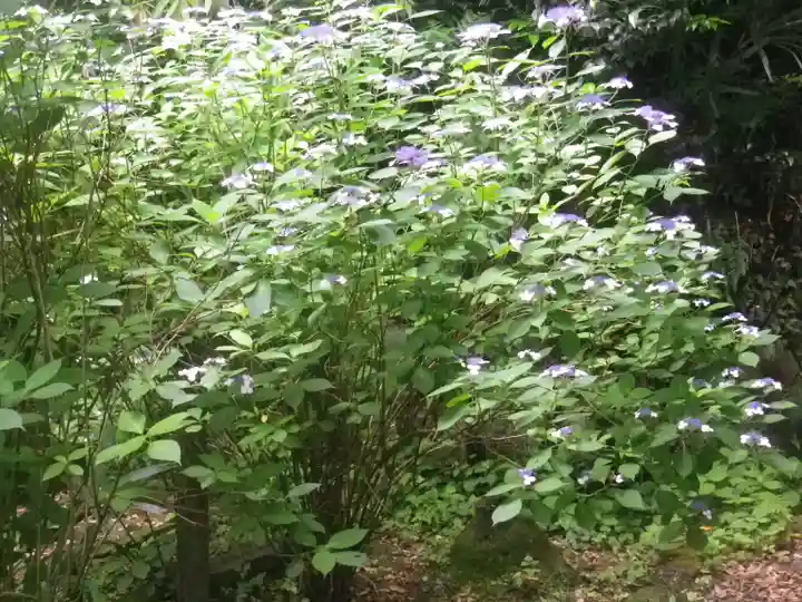 安國論寺(安国論寺)の自然