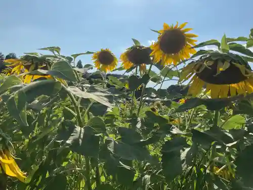 神明神社（大薮町）の周辺