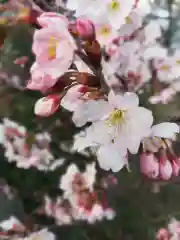 到津八幡神社の自然