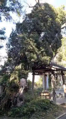 許波多神社（五ケ庄鎮座）の自然