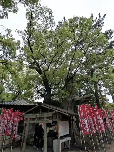 楠珺社（住吉大社末社）(大阪府)