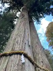 伊和神社の自然