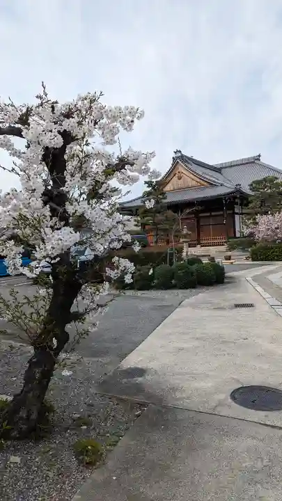 妙蓮寺(京都府)