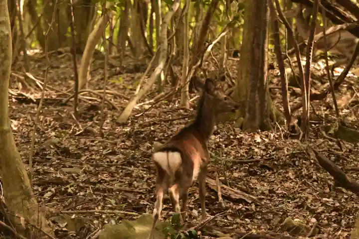高山寺(大分県)