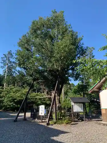 天宮神社の自然