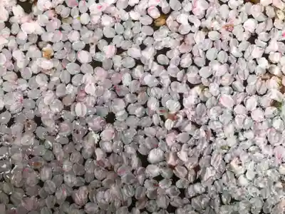 宝厳寺(滋賀県)