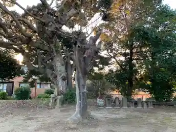 白山神社の自然
