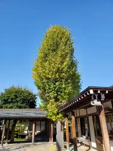 開成山大神宮の自然