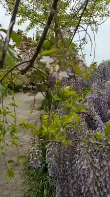 應神天皇惠我藻伏崗陵（誉田御廟山古墳）(大阪府)