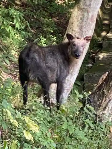 飛騨東照宮(岐阜県)