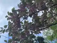 新琴似神社の自然