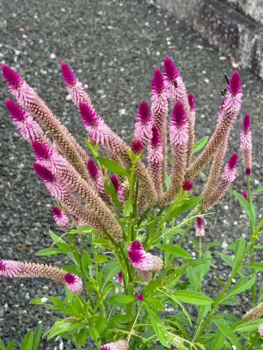 多田幸寺の自然