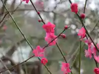 御霊神社の自然