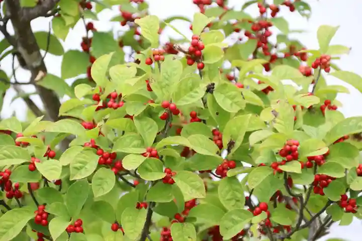 大鏑神社の庭園